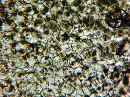 micrografía de células de calabacín