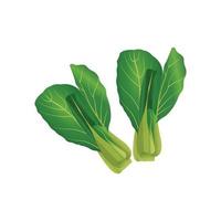 lettuce realistic vector illustration