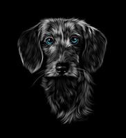 Head portrait of wire haired dachshund on black background. Vector illustration of paints
