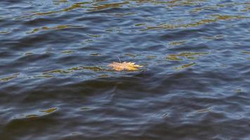 Yellow leaf in blue water photo