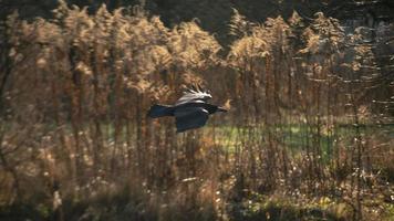 Common Raven flies photo