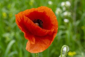 Lonely red poppy flower. Wild poppy bud close up. photo