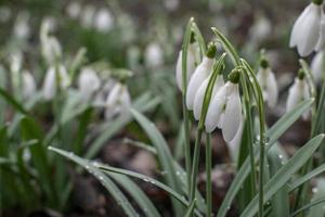 Young snowdrops with dew drops. Spring elegant snowdrops in bokeh photo