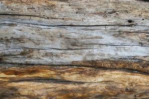 Fotografía macro de textura de madera de manzano