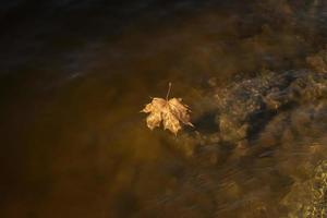 Autumn leaf floating on water with some mist and reflection photo
