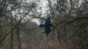 Common Raven flies photo