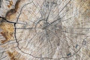 Old wood texture of apple tree photo