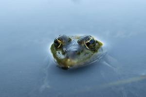 Frog. Green frog looks out. Frog portrait in water photo