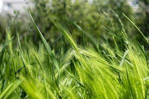 trigo verde joven. espiguillas de trigo joven que crecen en un campo en la temporada de primavera. floral verde foto