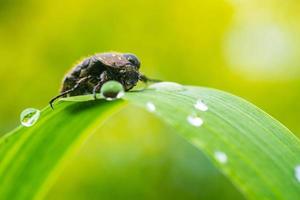 A macro photo of hairy beetle on leaf with water drops