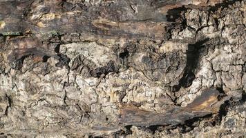 Close-up macro texture of a oak tree trunk photo