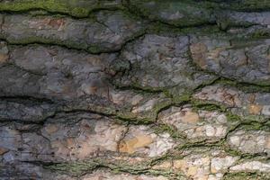 textura de corteza de pino con musgo