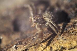 primer plano de la araña de acera. fondo borroso foto