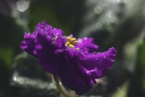 African violet with water drops.Abstract photo of petals of blooming African violet with dew drops. Macro photo