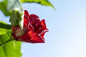 Rose bud close-up on a blue sky background photo