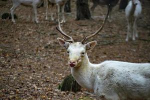 Deer in autumn forest photo