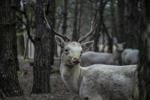 Deer in autumn forest photo