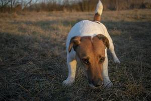 cachorro jack russell terrier foto