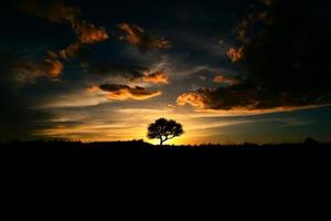 silhouette of an oak tree at sunset photo
