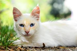 Beautiful white cat with blue eyes photo
