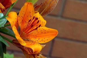 Tiger lily. Orange lily. photo