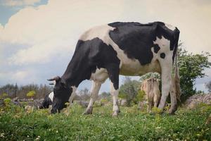 Grazing dairy cows. Friesian cow in the foreground grazing. photo