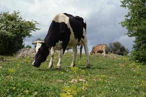 Grazing dairy cows photo