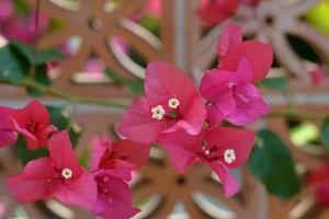 Pink bougainvillea with a flower-shaped terracotta brick background