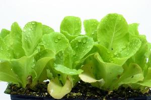 Romaine lettuce on farm for harvest.Pot with lettuce seedlings. photo