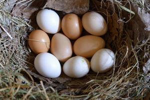 huevos de gallina en el nido huevos de gallina del granjero en heno en el nido.
