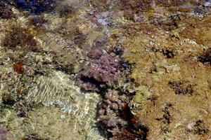 arrecife de coral blando del mediterráneo foto