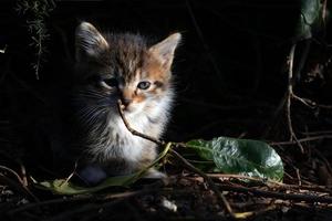 pequeño gatito atigrado. pequeño gatito atigrado con ojos azules mirando curiosamente. adorable animalito bebé. foto