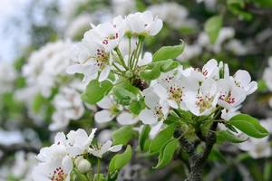 White spring pear blossoms.Fresh spring background on outdoor nature.Beautiful white spring flowers blossom pear tree. photo