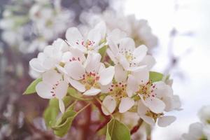 White spring pear blossoms.Fresh spring background on outdoor nature.Beautiful white spring flowers blossom pear tree. photo
