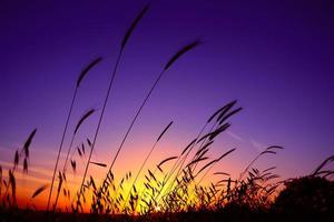 tarde, hierba morada y amarilla y puesta de sol foto