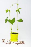 Young green bean sprouts in pot. Studio Photo