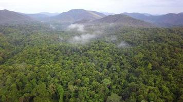 luchtbeelden van een drone boven een tropisch regenwoud in thailand. video