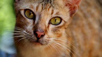 Stray cats eating on the street. A group of homeless and hungry street cats eating food given by volunteers. Feeding a group of wild stray cats, animal protection and adoption concept photo