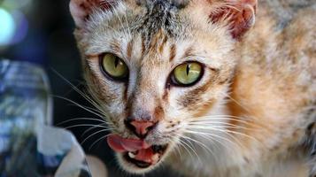 gatos callejeros comiendo en la calle. un grupo de gatos callejeros hambrientos y sin hogar que comen comida ofrecida por voluntarios. alimentar a un grupo de gatos callejeros salvajes, protección animal y concepto de adopción foto