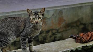 gatos callejeros comiendo en la calle. un grupo de gatos callejeros hambrientos y sin hogar que comen comida ofrecida por voluntarios. alimentar a un grupo de gatos callejeros salvajes, protección animal y concepto de adopción foto