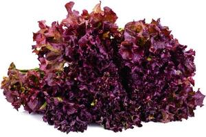 Red Lettuce Isolated on White Background photo