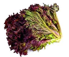 Red Lettuce Isolated on White Background photo