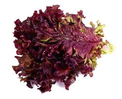 Red Lettuce Isolated on White Background photo