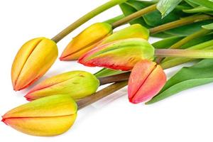 Beautiful Spring Flowers Tulips on White Background photo