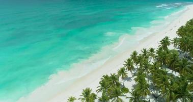vista aérea das palmeiras da praia de areia branca do caribe video