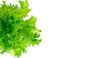 Green Fresh Lettuce photo