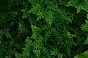 textura de hojas verdes tropicales. Fondo de follaje. foto