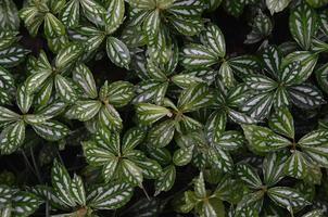 Tropical green leaves texture. Foliage background. photo