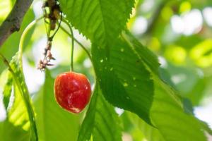 Ripe red and sweet cherry berries hanging from a tree branch before harvest in early summer. A tree with delicious and juicy dark red bird cherry fruits hanging from a tree branch. photo