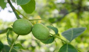 Green young walnuts on the tree. The walnut tree grows waiting to be harvested. Walnut tree close up. Green leaves background. photo